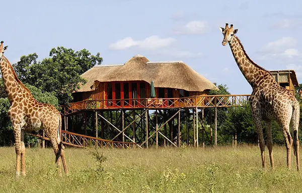 Giraffe safari accommodation